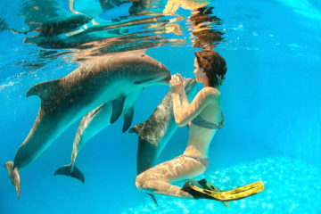 7 мест по всему миру, где мы можем плавать с дельфинами